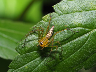 Spider