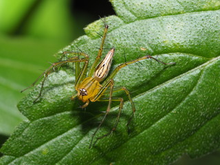 Spider
