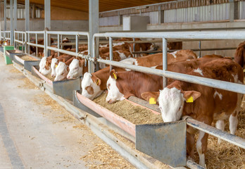 some cattle in a stable