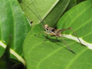 Grass Hopper
