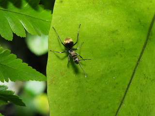 Ant
