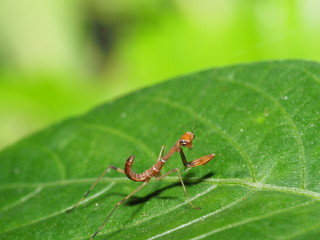 カマキリ　子供