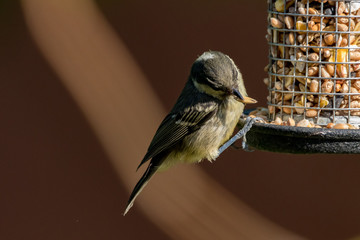 sparrow on feeder
