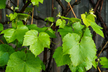 Small green grape ovaries in the garden after the rain.