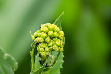 Golden Groundsel Flower Buds in Springtime