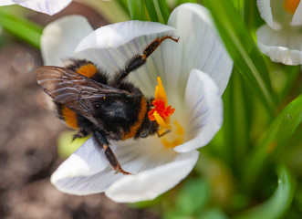 Spring flowers. Crocus and bee. Honey