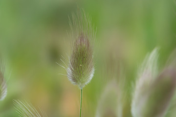 Hare's Tail Inflorescence in Springtime