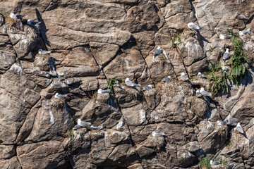Seagull nesting in Lofoten Islands, Norway.