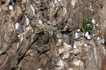 Seagull nesting in Lofoten Islands, Norway.