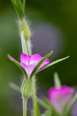 Frühlingsblumen blühen bis in den Sommer mit bezaubernder Blütenpracht in der Nahaufnahme