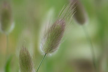 Hare's Tail Inflorescence in Springtime
