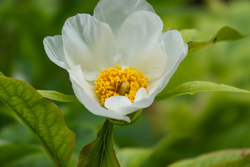 Himalayan Peony Flower in Bloom in Springtime