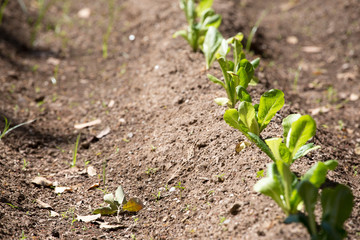 Young lettuce plantation