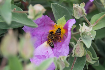 Honeybee on Grey Leaved Rock Rose Flower in Springtime