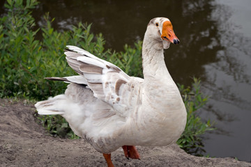 A white goose with grey specks of feathers feathers walks towards the viewer on the gray soil of the pond shore against the background of water and low green grass and bushes