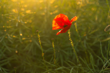 Poppy on the meadow during the setting sun
