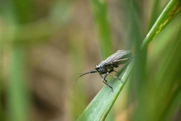 A cute black matte beetle sits on a green leaf on an unfocused green background. Macro photography of insects, selective focus