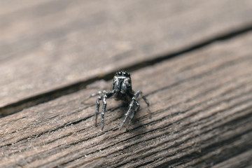 A cute little spider with round big eyes sits on a wooden Board and looks into the camera lens. Macro photography of insects, selective focus