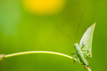 Junger großer Grashüpfer bereit zum Sprung in rettende Gras im Sommer