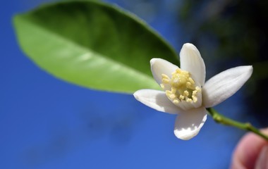 Orange.White orange flower on sky background	