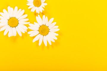 Floral camomile pattern on bright yellow background, top view, flat lay