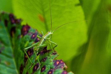 Junger großer Grashüpfer bereit zum Sprung in rettende Gras im Sommer
