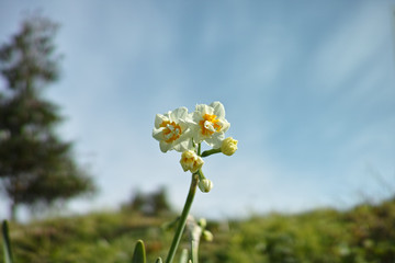 Fototapeta premium 水仙