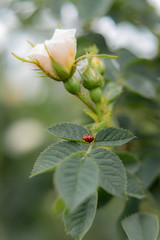 pink roses in the  garden