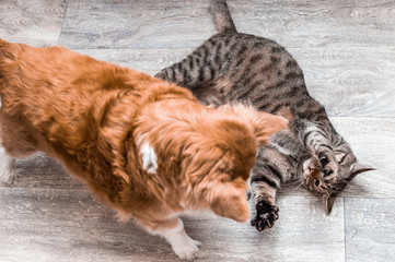 Cat and dog playing together in the apartment. Closeup portrait. Concept of friendship between a dog and a cat