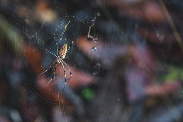 Goldene Seidenspinne im Netz im Dschungel