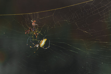 Goldene Seidenspinne im Netz im Dschungel