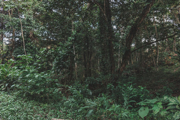Dschungel Panamas