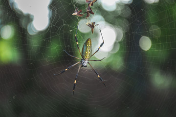 Goldene Seidenspinne im Netz im Dschungel