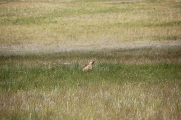 animal in a grass