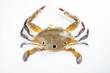 a live red star swimming crab on a white background