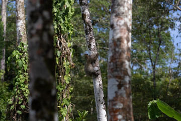 Fototapeta premium Faultier klettert an baum im Dschungel Panamas