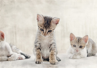 Watercolor Painting of Cute Tabby Kitten on The Floor
