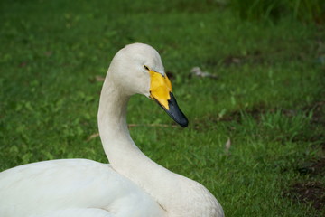 オオハクチョウ