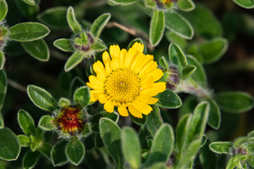 Mediterranean Beach Daisy Inflorescence in Springtime