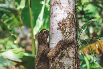 Faultier klettert an baum im Dschungel Panamas