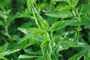 Urtica dioica, common nettle in springtime, alternative medicine, healthy herb