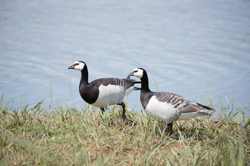 Barnacle geese