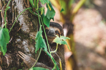 Faultier klettert an baum im Dschungel Panamas