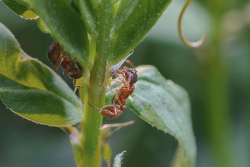 A tiny red ant crawls over the green stalk of a plant on a defocused green background. Macro...