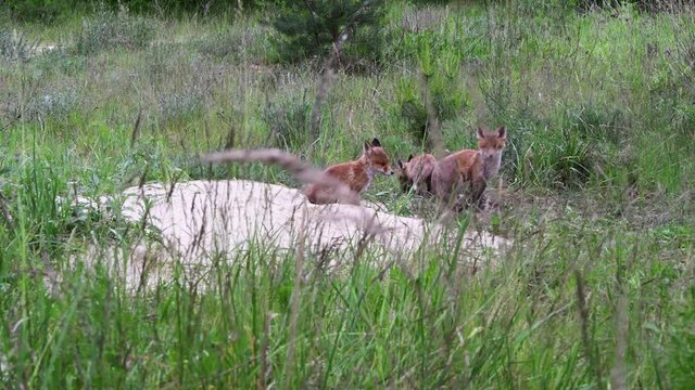 Junge F&uuml;chse am Fuchsbau , scheu und aufmerksam