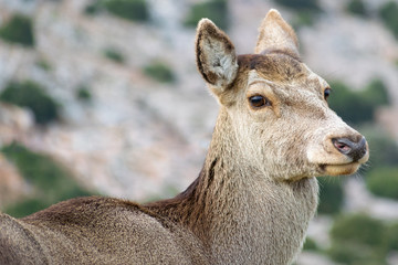 Naklejka na ściany i meble Red deer (Cervus elaphus C. e. hippelaphus) in Parnitha mountain, Greece