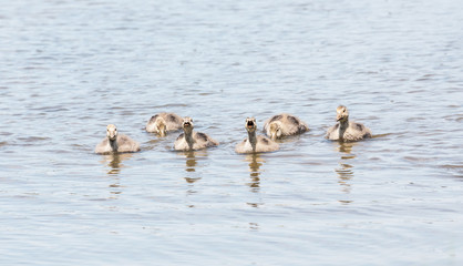 Graylag goslings 5