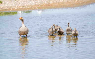 Fototapeta premium Graylag goslings 4