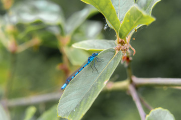 blue dragonfly on green leaf 