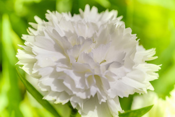 White carnation closeup on a green background.